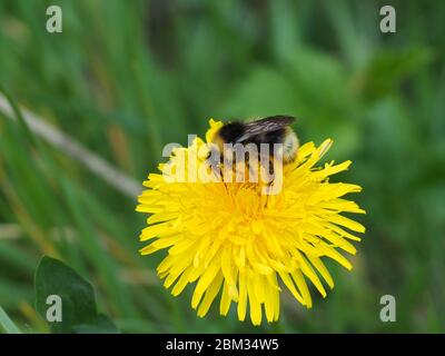 Hummel füttert sich am Löwenzahn. Wahrscheinlich Arten Buff-tailed, Bombus terrestris. Stockfoto