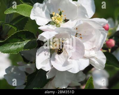 Kleine Schwebfliege füttert an Apfelblüten. Wahrscheinliche Art Eupeodes niens. Stockfoto