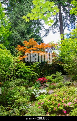 Japanischer Ahorn orange vor einem grünen, üppigen Hintergrund mit weißen Blüten, rosa Blüten und magentafarbenen Blüten. Stockfoto