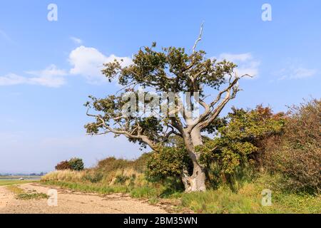 Fußweg an der Smugglers Lane und Fähre harte Gezeitengebiete im Salzmarsch bei Ebbe, Bosham, Chichester Harbour, West Sussex, Südküste Englands Stockfoto