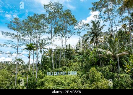 Kaffeehaus in der Provinz Ubud, Bali. Der Name dieses Ortes 'Bali Cat Poo Chino Coffee Farm' Stockfoto