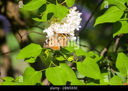 Schmetterlinge fliegen zu einer blütenförmigen Liliarenblüte, hell schöner abstrakter Frühlingshintergrund.