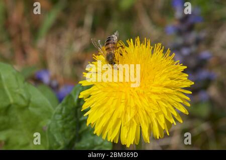 Nahaufnahme Makro eines gelben Taraxacum (auch bekannt als Löwenzahn) Blütenkopf mit einer Biene herumkriechen durch Sammeln von Pollen. Gefangen in Lopagno, Schweiz Stockfoto