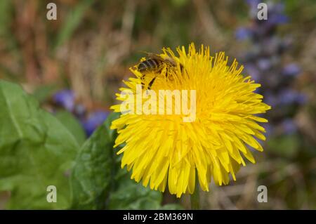 Nahaufnahme eines gelben Taraxacum (auch bekannt als Löwenzahn) Blütenkopf mit einer Biene herumkriechen durch Sammeln von Pollen.gefangen in Lopagno, Switze Stockfoto