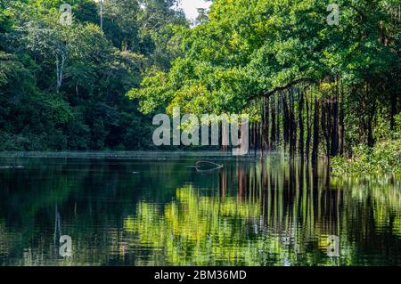 Amazonas-Fluss Yana Yakku Yacu Reflexion im Wasser Regenwald Stockfoto