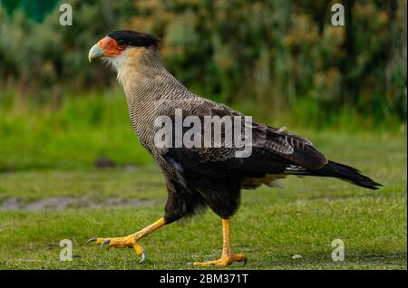 Haubenkarakara (Caracara Cheriway) in Argentinien Ushuaia auf dem Boden Nahaufnahme Stockfoto