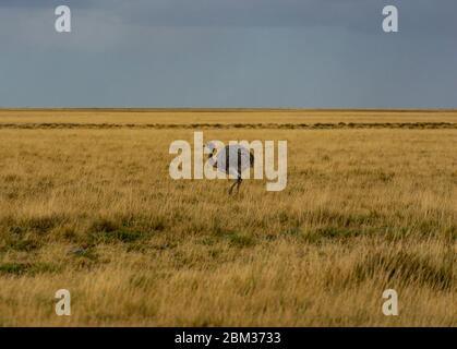 Rhea in argentinischer Steppengraslandschaft Stockfoto