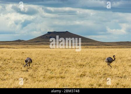 Rhea in argentinischer Steppengraslandschaft Stockfoto