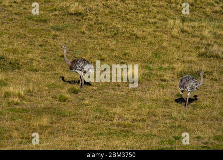 Rhea in argentinischer Steppengraslandschaft Stockfoto