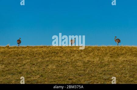 Rhea in argentinischer Steppengraslandschaft Stockfoto