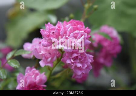 Kleine rosa Blume mit Regentropfen auf verschwommenes grün Blatt hintergrund, valentine Karte in mimimal Konzept isoliert. Nasse rosa Rosen mit Tautropfen. O Stockfoto