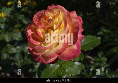 Eine Anlage mit Farbwechsel Rosen. Multicolor Rosen mit erstaunliche Kombination og rot, gelb, orange und rosa sieht aus wie helles Licht in es. Natürliche Stockfoto