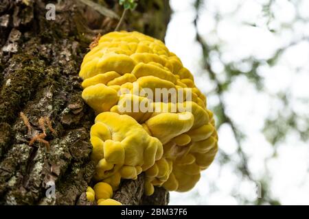 Nahaufnahme von Laetiporus sulfureus - gemeinsame Namen sind Krabben-von-the-Woods, Schwefel-Polypore, Schwefel-Regal und Huhn-von-the-Woods Stockfoto