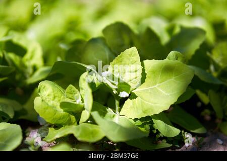 Nahaufnahme von Gartenorache (atriplex hortensis) auch als Französisch Spinat bekannt Stockfoto