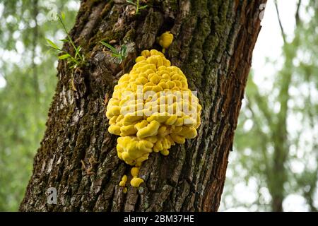 Nahaufnahme von Laetiporus sulfureus - gemeinsame Namen sind Krabben-von-the-Woods, Schwefel-Polypore, Schwefel-Regal und Huhn-von-the-Woods Stockfoto