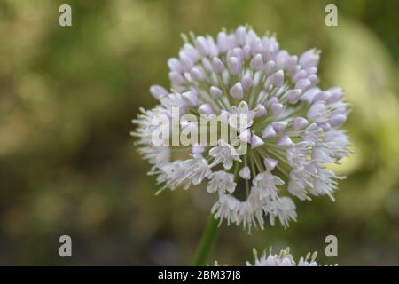 Allium polyanthum Zwiebeln Blütenstand mit Samen. Selektiver Fokus auf blühende Zwiebelblume mit Natur Bokeh Hintergrund. Nahaufnahme der Blüte Stockfoto