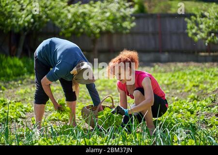 Frau und ihre ältere Mutter ernten orache im Garten Stockfoto