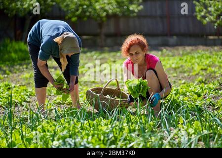 Frau und ihre ältere Mutter ernten orache im Garten Stockfoto