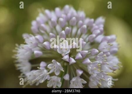 Allium polyanthum Zwiebeln Blütenstand mit Samen. Selektiver Fokus auf blühende Zwiebelblume mit Natur Bokeh Hintergrund. Nahaufnahme der Blüte Stockfoto