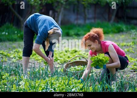 Frau und ihre ältere Mutter ernten orache im Garten Stockfoto