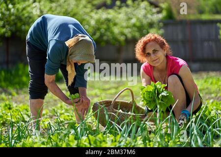 Frau und ihre ältere Mutter ernten orache im Garten Stockfoto