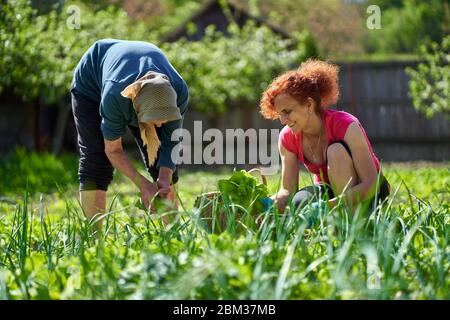 Frau und ihre ältere Mutter ernten orache im Garten Stockfoto