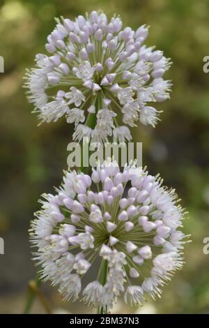 Allium polyanthum Zwiebeln Blütenstand mit Samen. Selektiver Fokus auf blühende Zwiebelblume mit Natur Bokeh Hintergrund. Nahaufnahme der Blüte Stockfoto