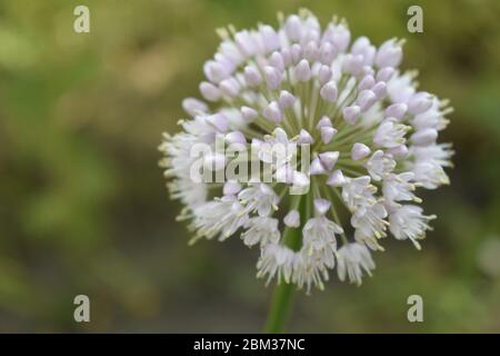Allium polyanthum Zwiebeln Blütenstand mit Samen. Selektiver Fokus auf blühende Zwiebelblume mit Natur Bokeh Hintergrund. Nahaufnahme der Blüte Stockfoto