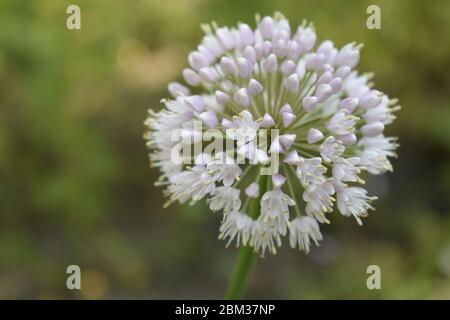 Allium polyanthum Zwiebeln Blütenstand mit Samen. Selektiver Fokus auf blühende Zwiebelblume mit Natur Bokeh Hintergrund. Nahaufnahme der Blüte Stockfoto