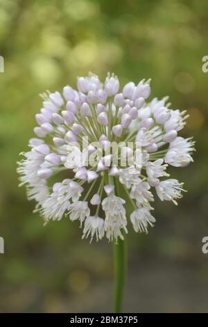 Allium polyanthum Zwiebeln Blütenstand mit Samen. Selektiver Fokus auf blühende Zwiebelblume mit Natur Bokeh Hintergrund. Nahaufnahme der Blüte Stockfoto