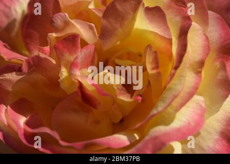 Eine Anlage mit Farbwechsel Rosen. Multicolor Rosen mit erstaunliche Kombination og rot, gelb, orange und rosa sieht aus wie helles Licht in es. Natürliche Stockfoto