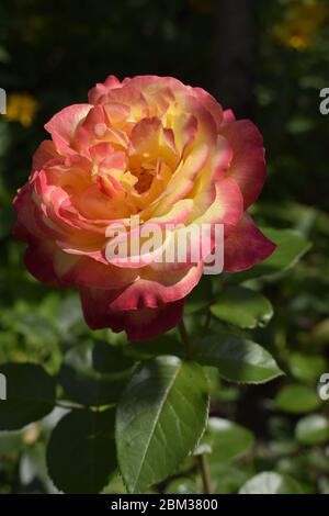 Floribunda, Rose, edle Rose. Gelb und Orange Rose Pflanzen. Eine Anlage mit Farbwechsel Rosen. Multicolor Rosen mit erstaunliche Kombination og Rot, Ihr Stockfoto