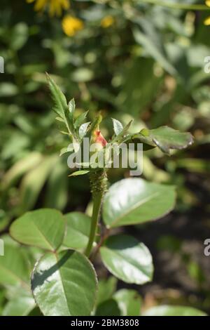 Eine Anlage mit Farbwechsel Rosen. Multicolor Rosen mit erstaunliche Kombination og rot, gelb, orange und rosa sieht aus wie helles Licht in es. Natürliche Stockfoto