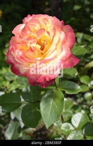 Eine Anlage mit Farbwechsel Rosen. Multicolor Rosen mit erstaunliche Kombination og rot, gelb, orange und rosa sieht aus wie helles Licht in es. Natürliche Stockfoto