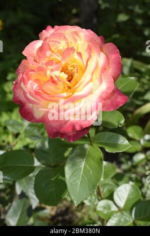 Floribunda, Rose, edle Rose. Gelb und Orange Rose Pflanzen. Eine Anlage mit Farbwechsel Rosen. Multicolor Rosen mit erstaunliche Kombination og Rot, Ihr Stockfoto