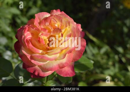 Eine Anlage mit Farbwechsel Rosen. Multicolor Rosen mit erstaunliche Kombination og rot, gelb, orange und rosa sieht aus wie helles Licht in es. Natürliche Stockfoto