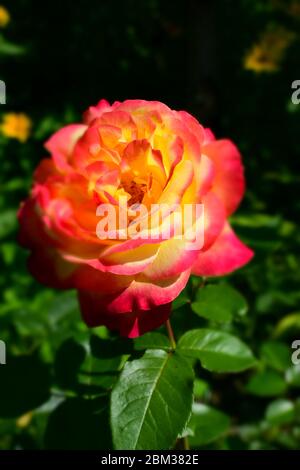 Eine Anlage mit Farbwechsel Rosen. Multicolor Rosen mit erstaunliche Kombination og rot, gelb, orange und rosa sieht aus wie helles Licht in es. Natürliche Stockfoto