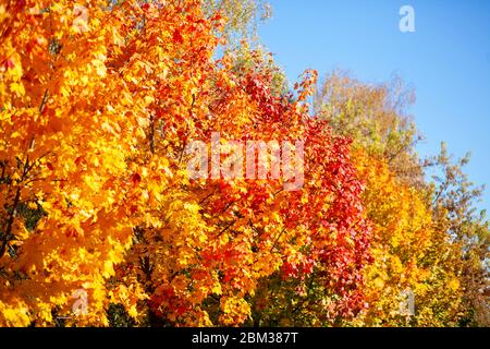 Herbst . Jahreszeit des Jahres. Сolorful Laub auf den Bäumen im Park. Herbstgelbe und rote Blätter auf blauem Himmel Hintergrund. Stockfoto