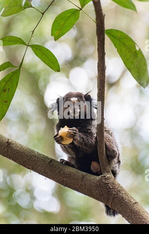 Ein wildes Murmeltier, in einem Baum, isst eine Scheibe Banane Stockfoto