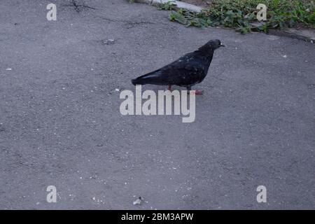 Tauben wandern auf dem Asphaltweg im Park, um Nahrung zu finden. Denn beim Umherlaufen auf dem Boden wartet oft viel Essen auf sie. Graues Schwein Stockfoto