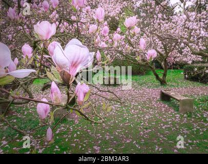 Rosa Magnolienblüten Bäume ist in Teilzone, Dänemark Stockfoto