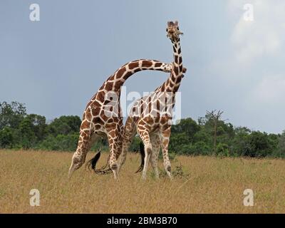 Zwei alte Bullen Reticulated Giraffen (Giraffa camelopardis reticulata) kämpfen um das Recht, sich mit Weibchen zu paaren -Ol Pejeta Conservancy,Laikipia,Kenia, Afrika Stockfoto