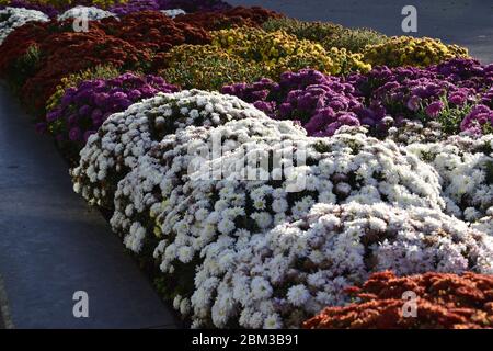 Dekoratives Blumenbett mit mehrfarbigen Chrysanthemen. Die hellen Büsche dekorativer Chrysanthemen schmücken die Blumenbeete in einem Herbstpark. Stockfoto