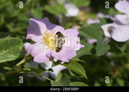 Honig Biene Apis mellifera sammelt Pollen auf weiße Blume von Bush Dog Rose. Latin Rosa Canina, ähnlich einem Sweet Briar auch als heckenrose stat Stockfoto