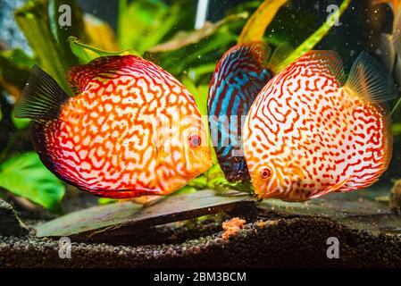 Bunte Fische aus dem Spieß Symphysodon Discus im Aquarium füttern Fleisch. Stockfoto