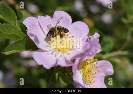 Honig Biene Apis mellifera sammelt Pollen auf weiße Blume von Bush Dog Rose. Latin Rosa Canina, ähnlich einem Sweet Briar auch als heckenrose stat Stockfoto