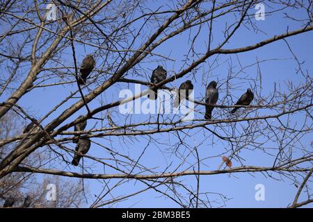Tauben sitzen in der Vogelkelle. Herbstbaum ohne Blätter. Grauer Tiervogel. Blauer Himmel Hintergrund. Stockfoto