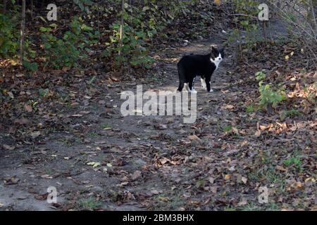 Süße Katze im Wald. Entzückende haarige schwarze und weiße Kätzchen. Porträt der weißen Katze mit schwarzem Fleck im Wald. Stockfoto