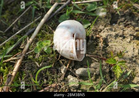 Einsame, verlassene Schneckenschale im Grasfeld liegend Schneckenschale, Natur, Umwelt, Tiere, Tierwelt, Schnecke, Schale, Schutz Stockfoto