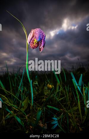 Im Frühjahr blüht die Fritillaria meleagris von Kiebitz mit lila gesprenkelten weißen Glocken. Kiebitz-Blüten wachsen in freier Wildbahn in feuchten Torf oder Lehm Stockfoto